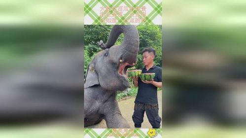 大象吃瓜动画片免费观看,免费畅享欢乐时光 第1张 大象吃瓜动画片免费观看,免费畅享欢乐时光 第1张